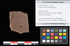 Foto (Objekt + Etikett) von Smilax coriacea Ettingshausen (NHMW-GEO-2024-0188-0402)